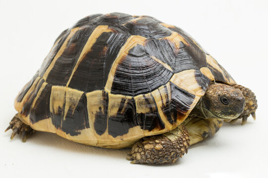 Hermann's tortoise Testudo hermanni isolated on white background
