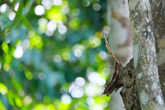 Kelulut Bee also knowns as "Stingless Bee" are found throughout tropical regions especially Malaysia Rainforest. The honey taste sweet sour and pleasant 