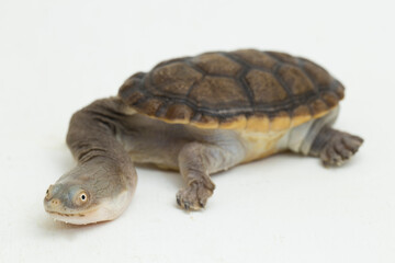 Siebenrock's snake necked turtle isolated on white background
