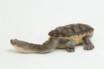Siebenrock's snake necked turtle isolated on white background
