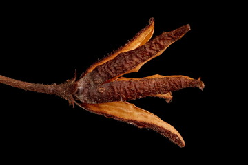 Hybrid Rhododendron (Rhododendron x hybridum). Fruit Closeup