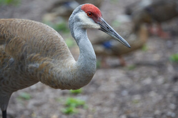 Close up portrait of a sandhill crane
