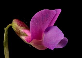 Fototapeta na wymiar Spring Vetchling (Lathyrus vernus). Flower Closeup