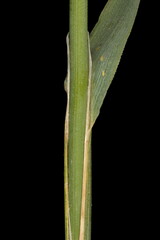 Wood Smallreed (Calamagrostis epigejos). Culm and Leaf Sheath Closeup