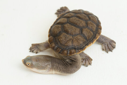 Siebenrock's snake necked turtle isolated on white background
