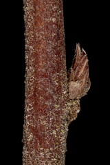Japanese Spiraea (Spiraea japonica). Lateral Bud Closeup