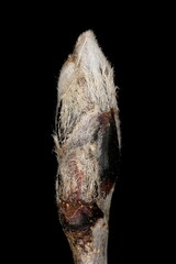 Rowan (Sorbus aucuparia). Terminal Bud Closeup