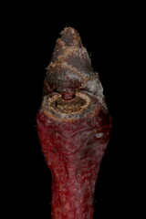 Plum (Prunus domestica). Terminal Bud Closeup