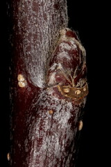 Apple (Malus domestica). Lateral Bud Closeup