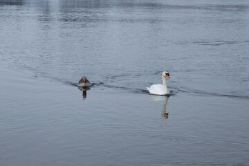 mute swan and gray goose