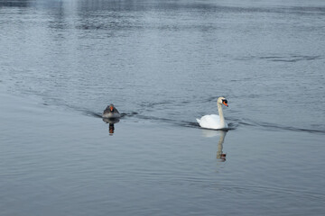 mute swan and gray goose
