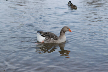 gray goose in water