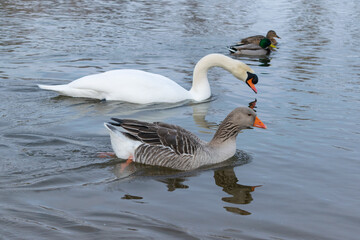 mute swan and gray goose