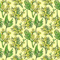 Hand drawn vector watercolor yellow mimosa. Delbata acacia. Delicate floral spring flowers. Watercolor botanical hand drawn illustration. Mimosa branch seamless pattern. Wallpaper pattern