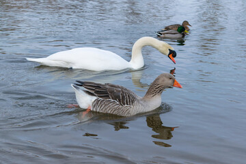 mute swan and gray goose