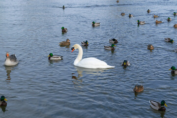 Mute swan and mallards in the water