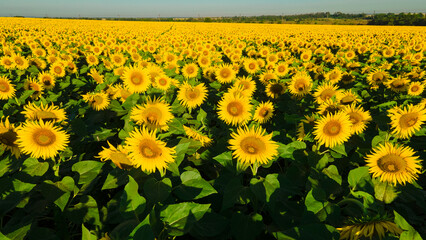 sunflower seed field top view