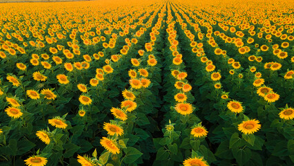 sunflower seed field top view
