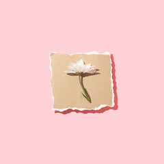 Spring creative layout with white  flower on beige torn paper and pastel pink background.  Retro romantic aesthetic summer concept. Minimal cosmetic herb idea.