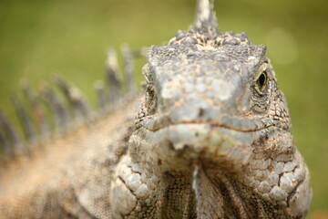 Iguana verde primer plano, Ecuador, guayaquil.
