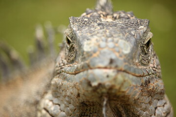 Iguana verde primer plano, Ecuador, guayaquil.