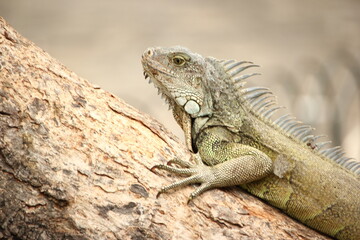 Iguana verde, Ecuador, guayaquil.
