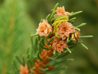 Common Spruce Flowering