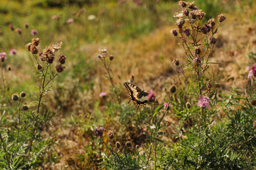 butterfly on a flower in a field, in a meadow