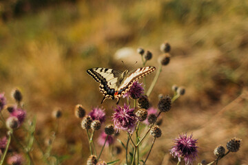 a butterfly sits on a thistle flower in a field, in a meadow close-up