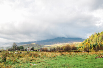 Green field, fog, autumn landscape