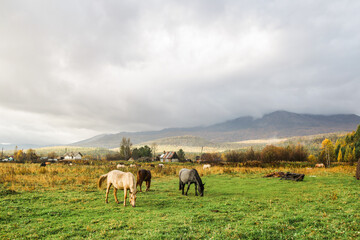 Obraz premium three horses graze on green grass in the fog in autumn