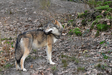 Obraz premium Wolf