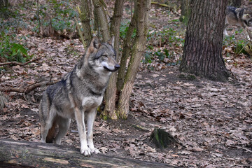 Fototapeta premium Wolf