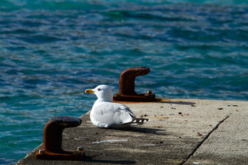 Gaviota esperando barco