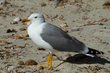 Gaviota en tierra
