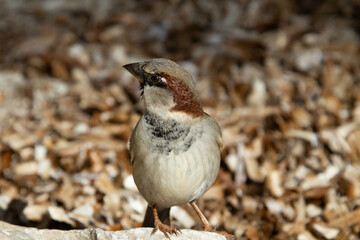 Pajaro escuchando