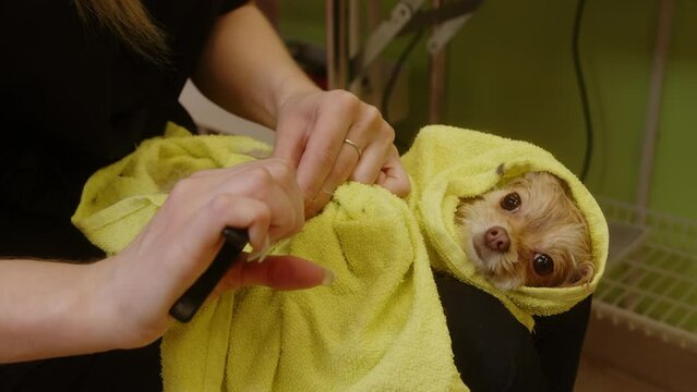 Trimming the nails of a small dog after bathing. Grooming salon for dogs