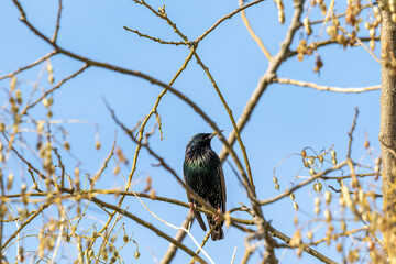 blackbird on a branch