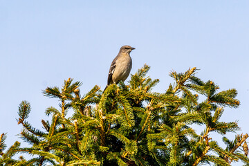 bird on a tree