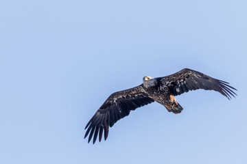 eagle in flight