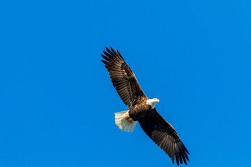 american bald eagle