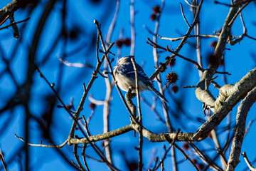 bird on a branch