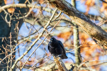 crow on a branch