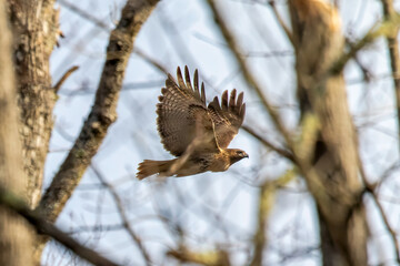 red tailed hawk