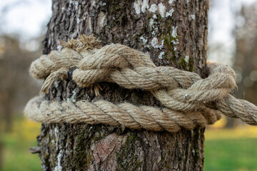 An old rope tied in a knot to a large tree in the forest. A rope around the trunk of a tree, a rope...