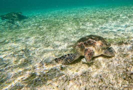 Is the turtle eating the fish? 