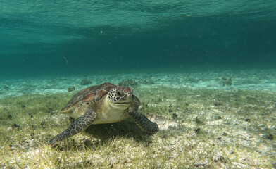 Sea Turtle, Cayman Islands