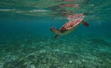 Obraz na płótnie Canvas Sea turtle diving down