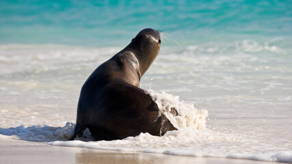 Obraz premium Galapagos Sea lion ( Zalophus wollebacki ) on a beach at Gardner Bay, Espanola, Galapagos Islands, Ecuador