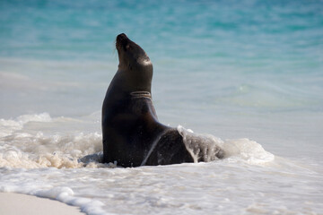Obraz premium Galapagos Sea lion ( Zalophus wollebacki ) on a beach at Gardner Bay, Espanola, Galapagos Islands, Ecuador